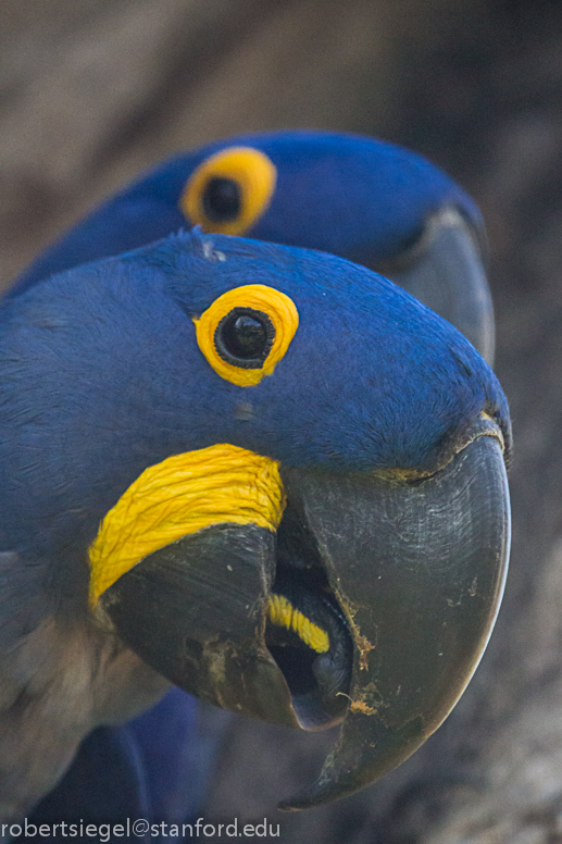 hyacinth macaw